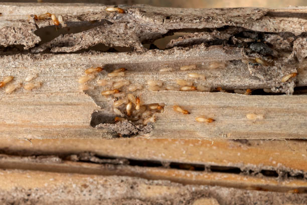 Best Wildlife Control Services  in Elizabeth, NJ
