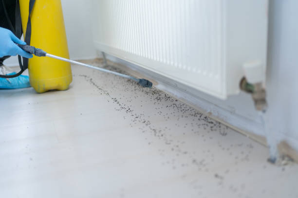Insect Control in Elizabeth, NJ